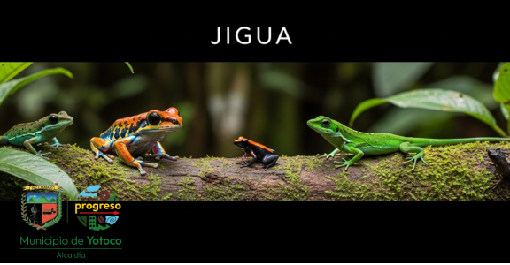 JIGUA